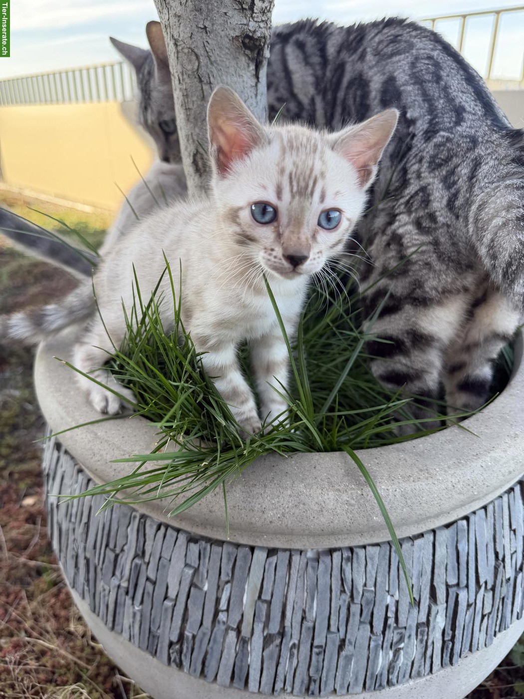 Bild 9: Wunderschöne Bengal Kitten mit Stammbaum