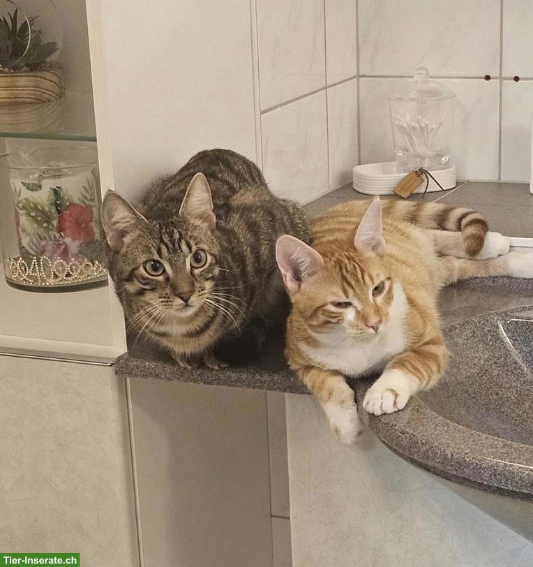 2 getigerte Kater abzugeben
