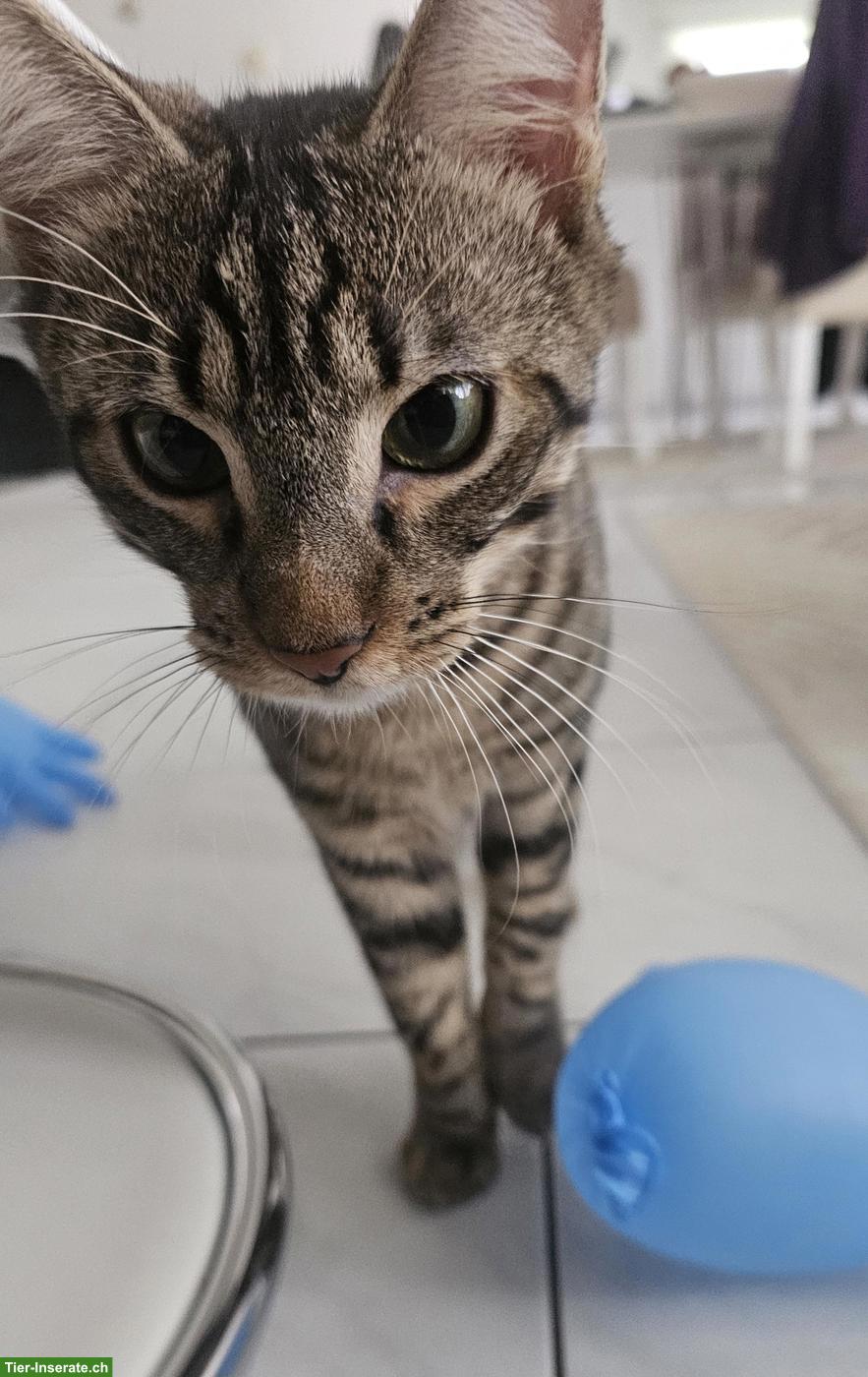 Bild 2: 2 getigerte Kater abzugeben