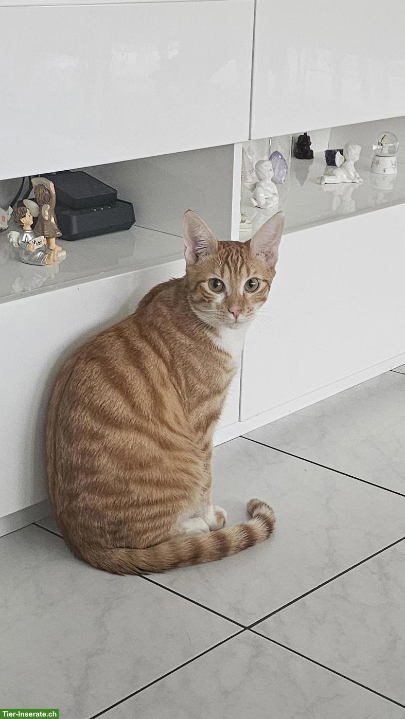 Bild 3: 2 getigerte Kater abzugeben