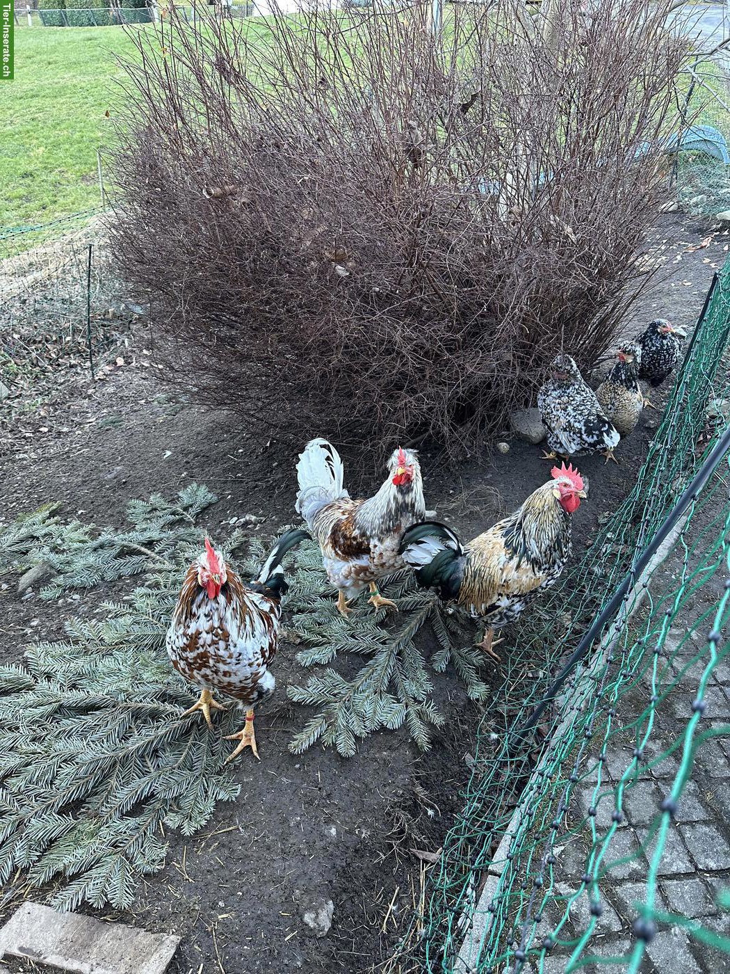 Bild 2: Schwedisches Blumenhuhn - Hahn zu verschenken