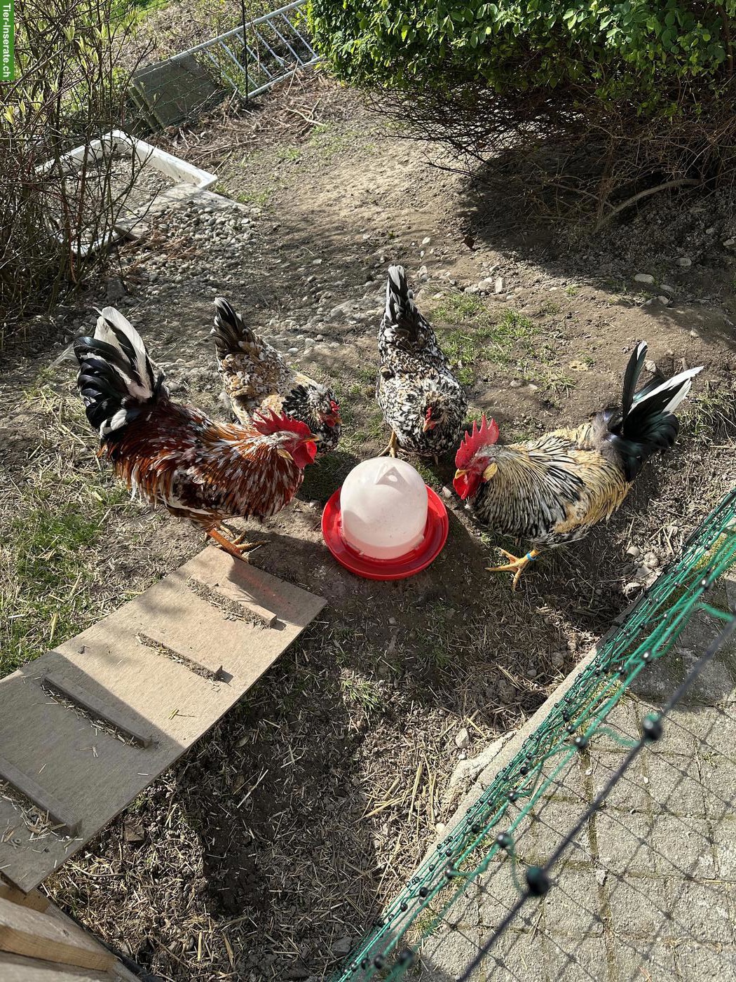 Bild 3: Schwedisches Blumenhuhn - Hahn zu verschenken