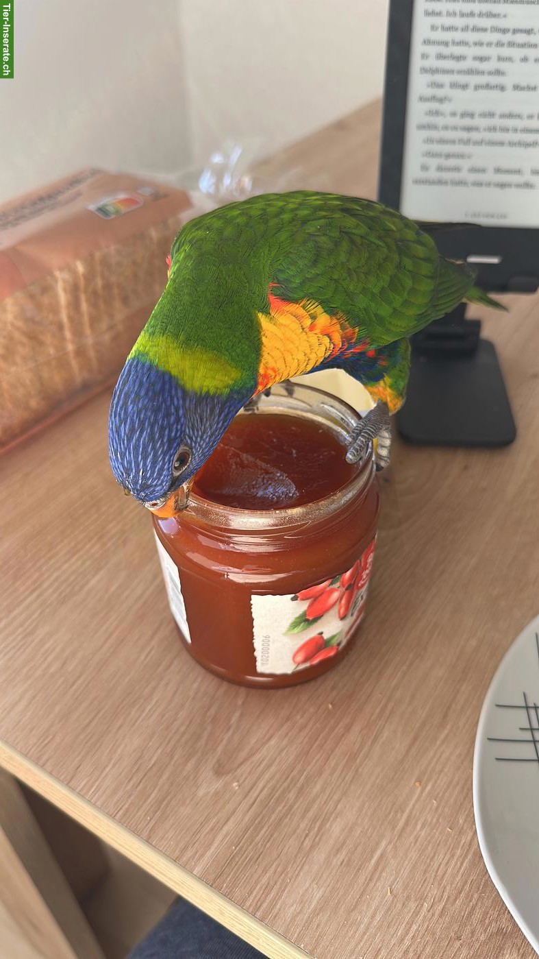 2 junge Allfarbloris abzugeben