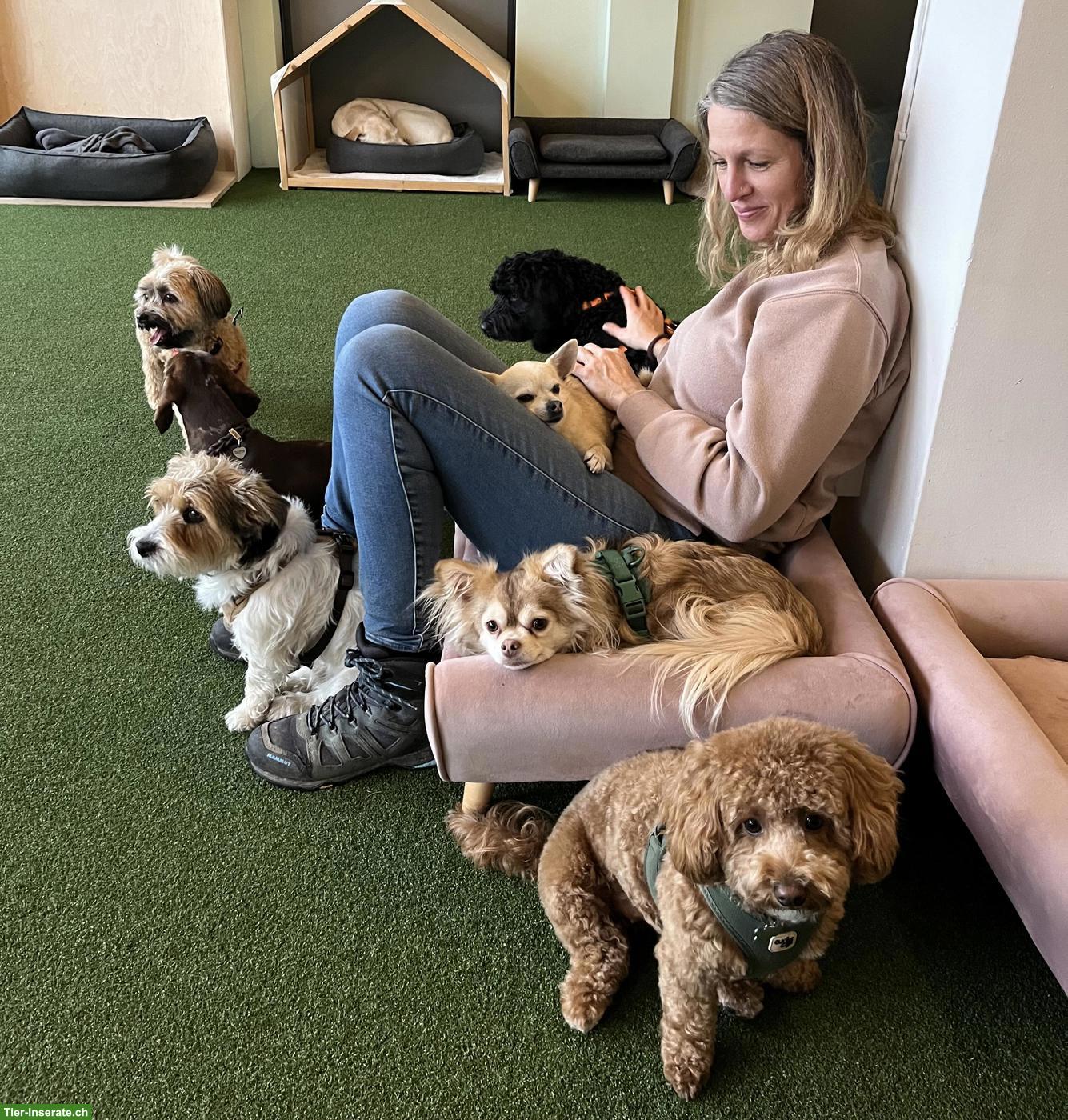 Biete liebevolle Hundebetreuung mit viel Erfahrung, Aargau