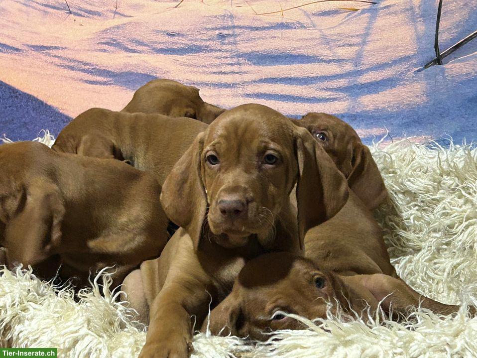 Bild 2: Wunderschöne Magyar Vizsla Welpen, reinrassig