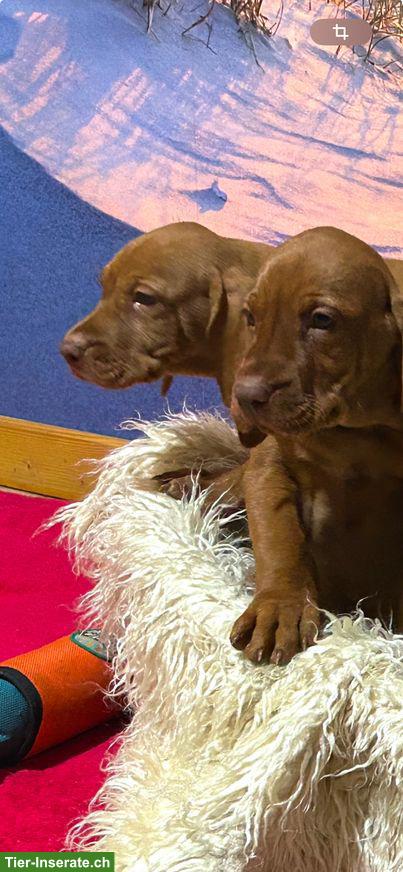 Bild 3: Wunderschöne Magyar Vizsla Welpen, reinrassig