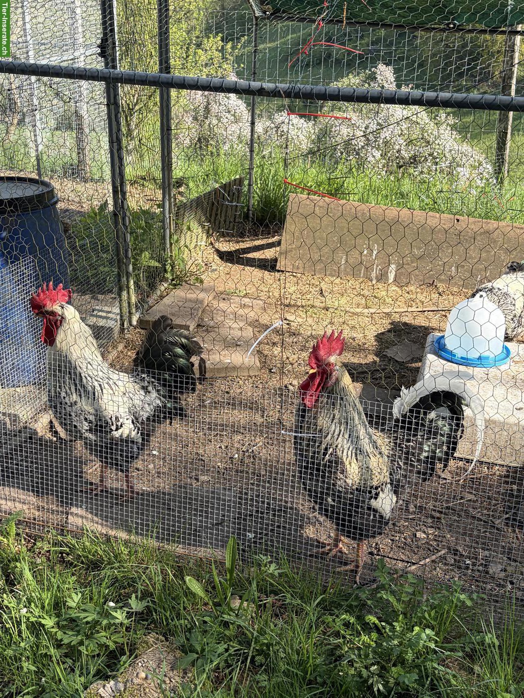 Wunderschöne Blumenhuhn Hähne suchen einen Lebensplatz