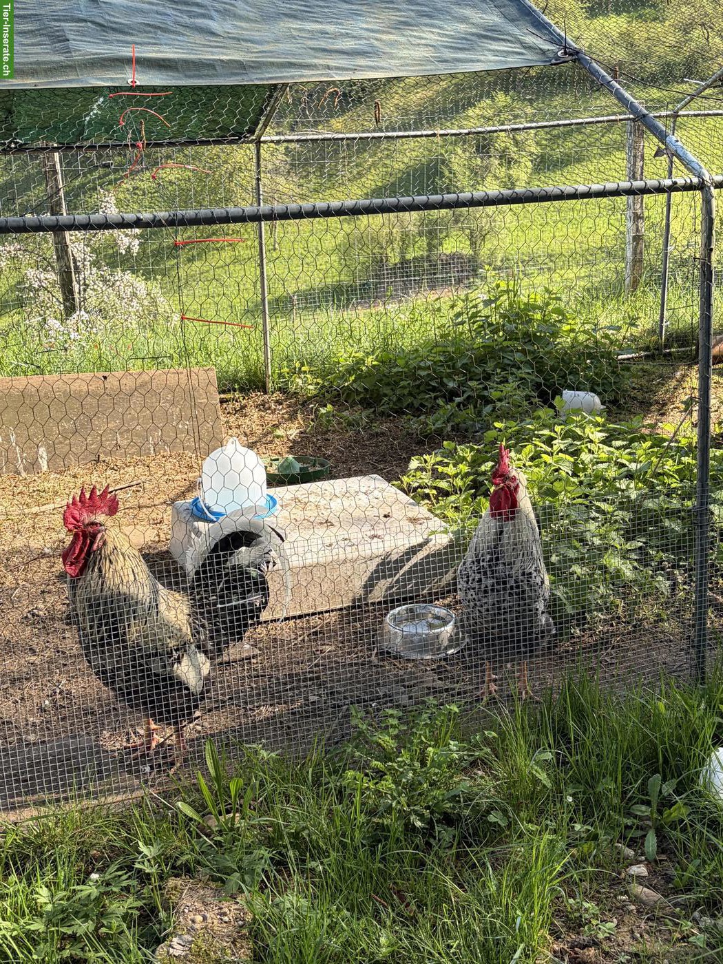 Bild 2: Wunderschöne Blumenhuhn Hähne suchen einen Lebensplatz