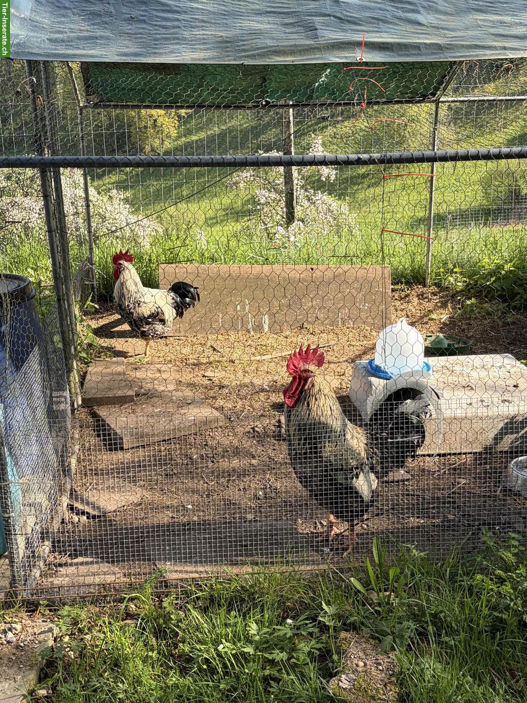 Bild 3: Wunderschöne Blumenhuhn Hähne suchen einen Lebensplatz