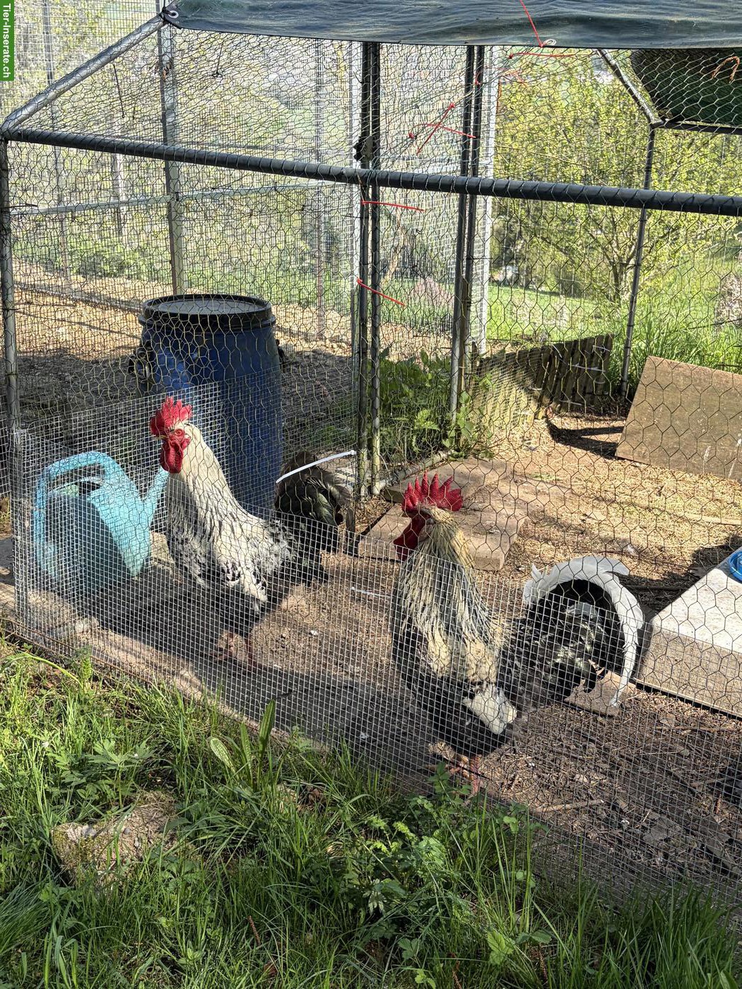 Bild 4: Wunderschöne Blumenhuhn Hähne suchen einen Lebensplatz