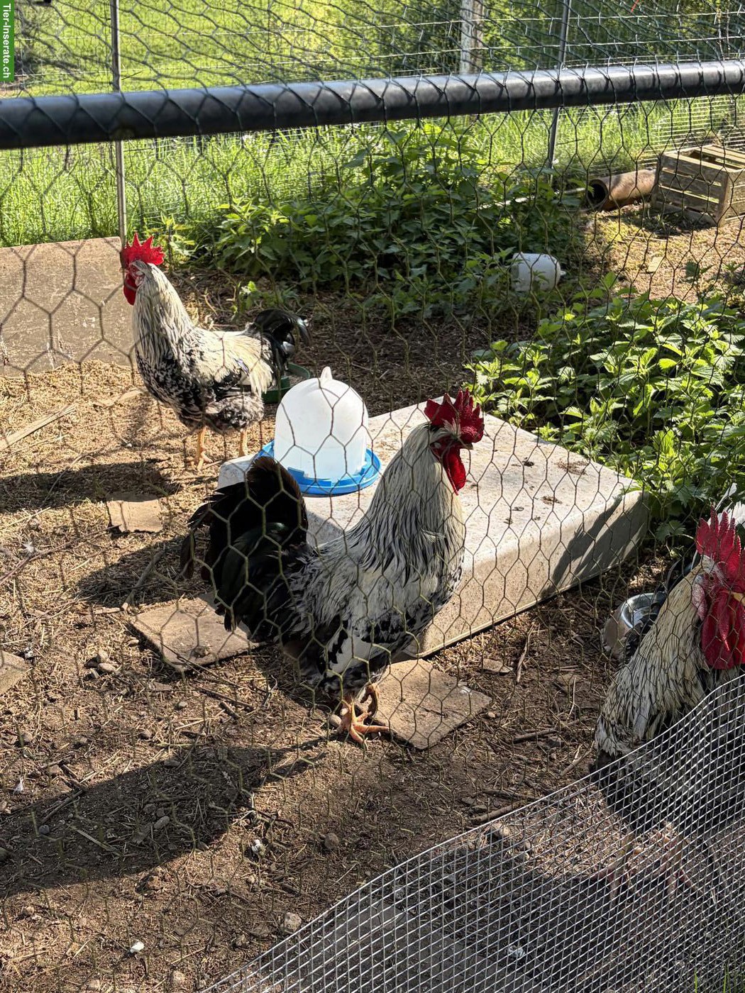 Bild 5: Wunderschöne Blumenhuhn Hähne suchen einen Lebensplatz