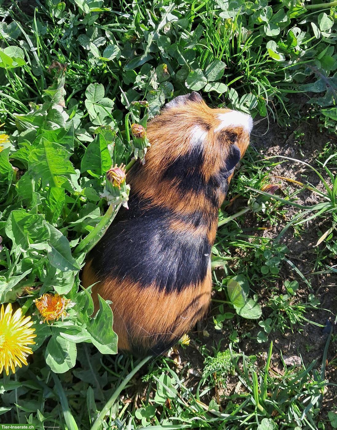 Junge Meerschweinchen glatthaar, weiblich zu verkaufen