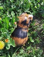 Junge Meerschweinchen glatthaar, weiblich zu verkaufen