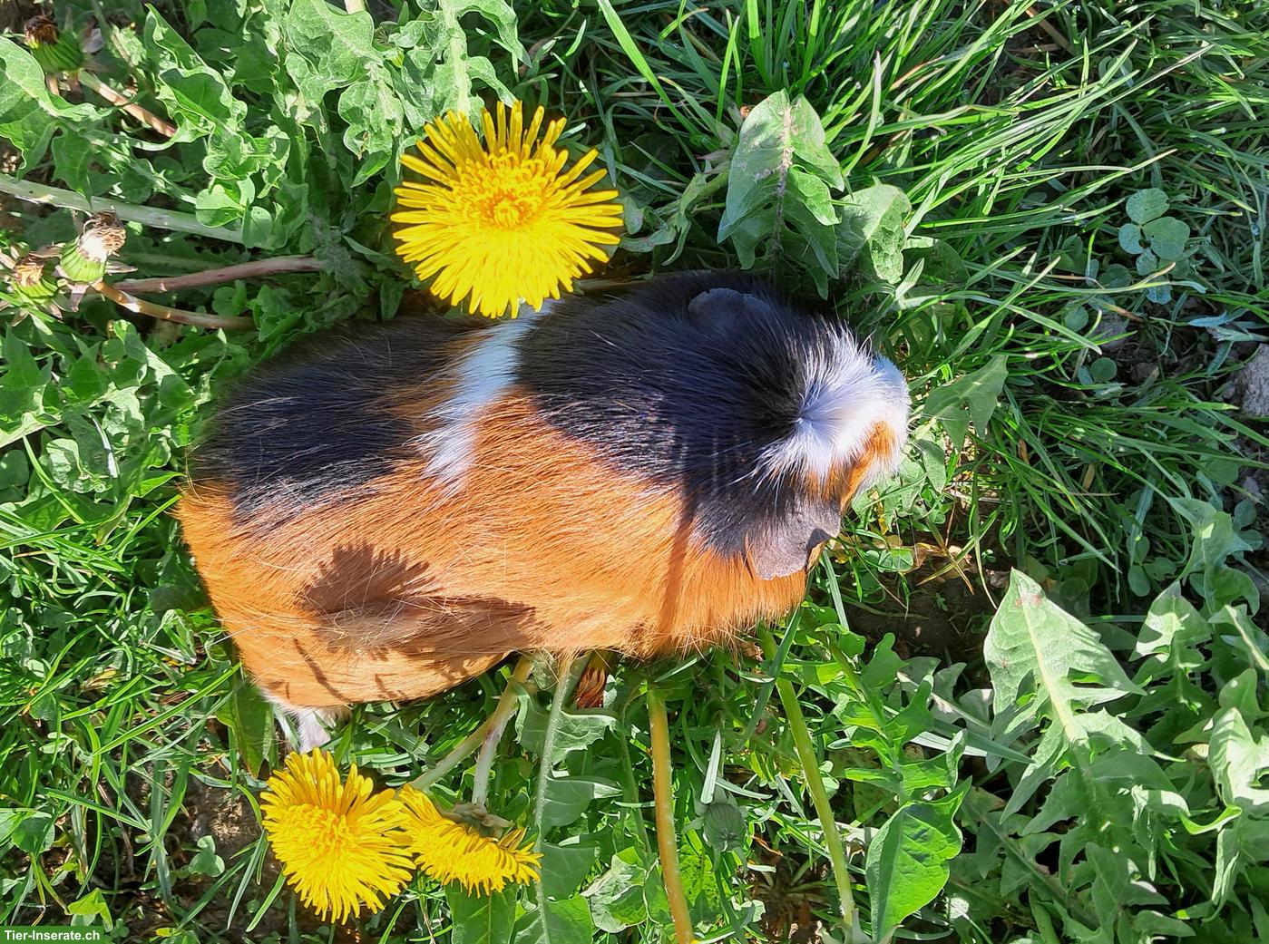 Bild 2: Junge Meerschweinchen glatthaar, weiblich zu verkaufen