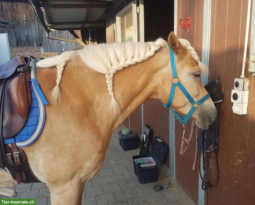 Reitbeteiligung für Haflinger Stute gesucht, Emmen LU