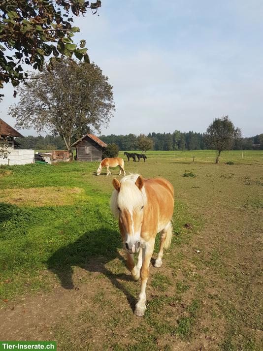 Bild 2: Reitbeteiligung für Haflinger Stute gesucht, Emmen LU