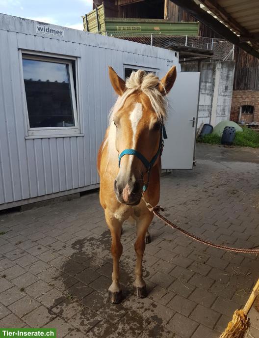 Bild 3: Reitbeteiligung für Haflinger Stute gesucht, Emmen LU