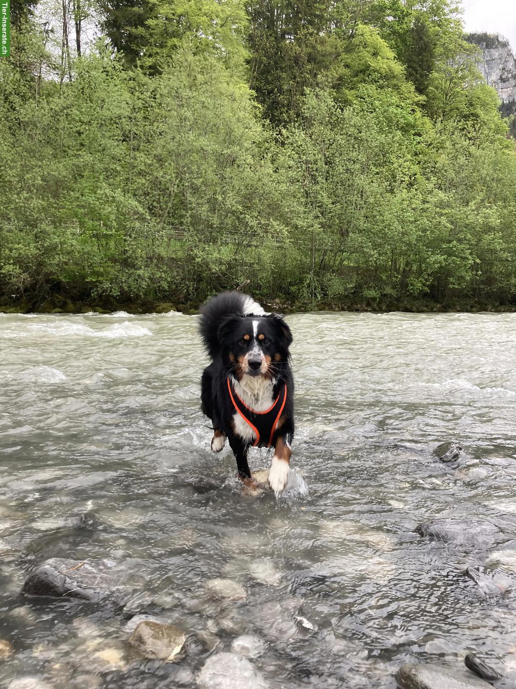 Hündin Lotta mit Sommersprossen sucht ein liebes Zuhause