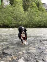 Hündin Lotta mit Sommersprossen sucht ein liebes Zuhause