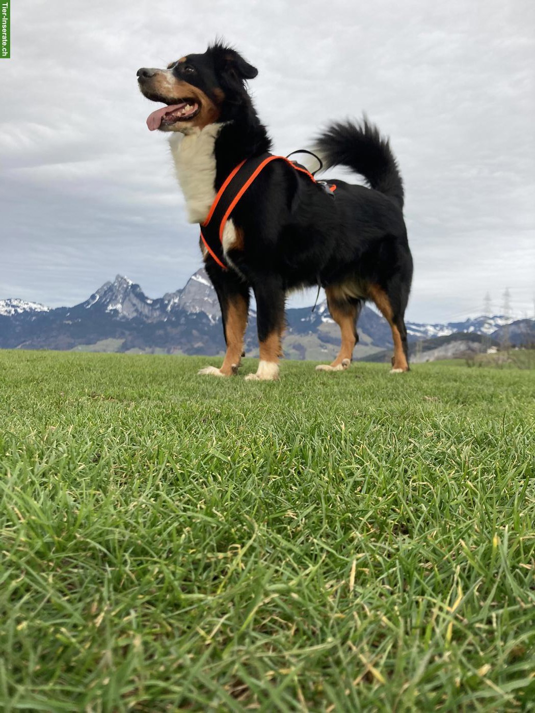 Bild 2: Hündin Lotta mit Sommersprossen sucht ein liebes Zuhause