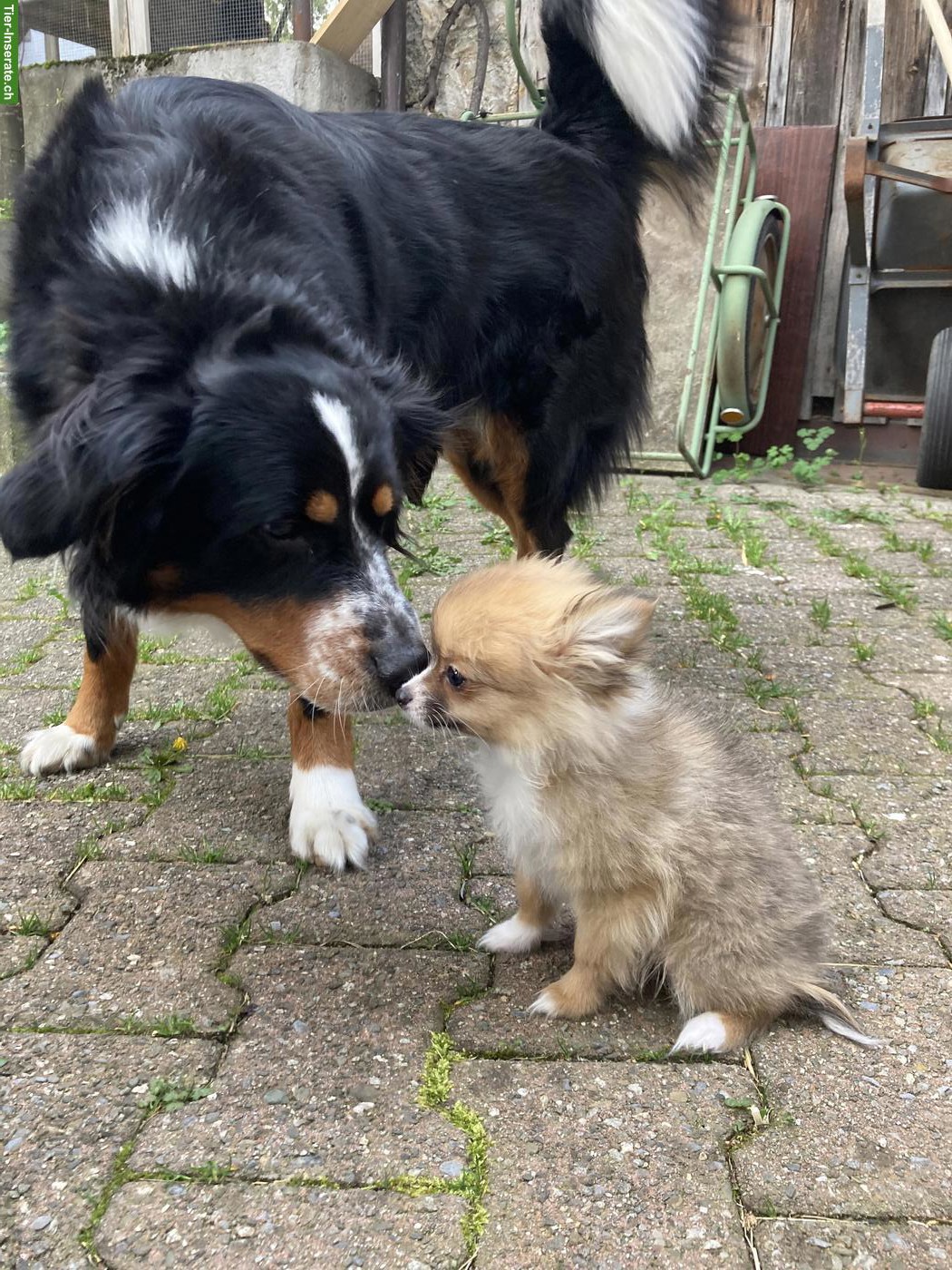 Bild 4: Hündin Lotta mit Sommersprossen sucht ein liebes Zuhause
