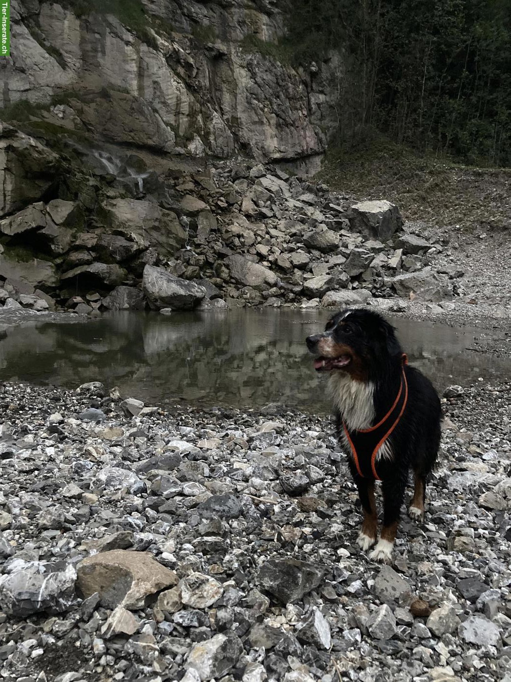 Bild 5: Hündin Lotta mit Sommersprossen sucht ein liebes Zuhause