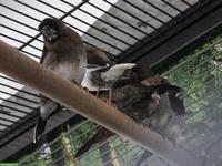 Junge japanische Mövchen zu verkaufen