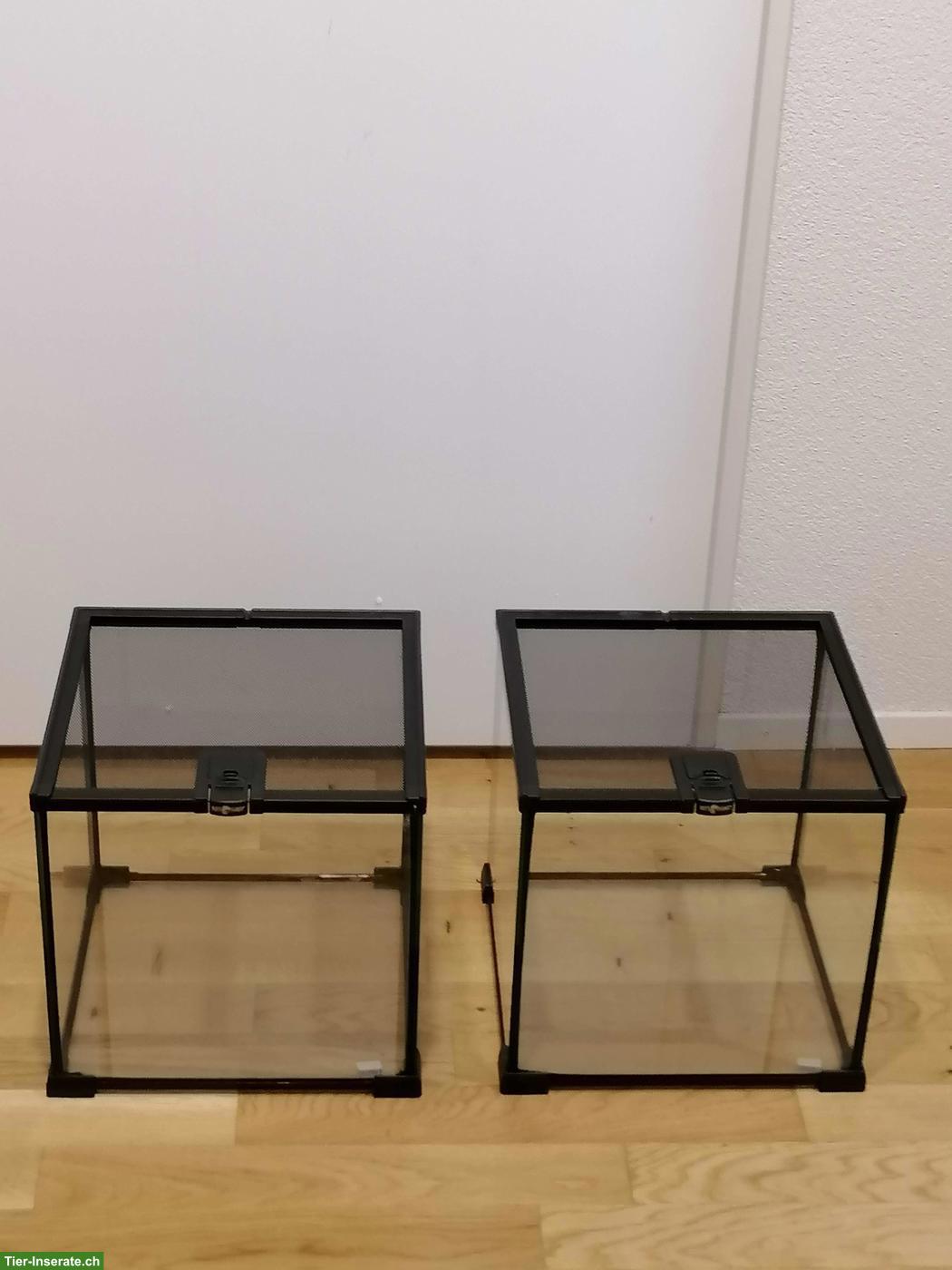 2x ReptiPlanet 30x30x30cm Glasterrarien zu verkaufen