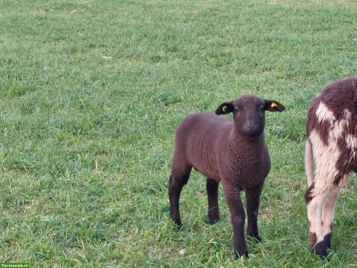 Junger, fleischiger Kreuzungswidder, Texel x Saasermutten