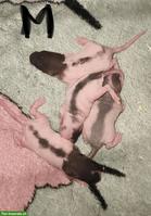 Rattenbabys Männchen und Weibchen abzugeben