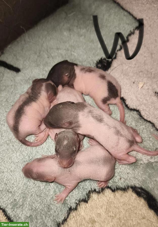 Bild 2: Rattenbabys Männchen und Weibchen abzugeben