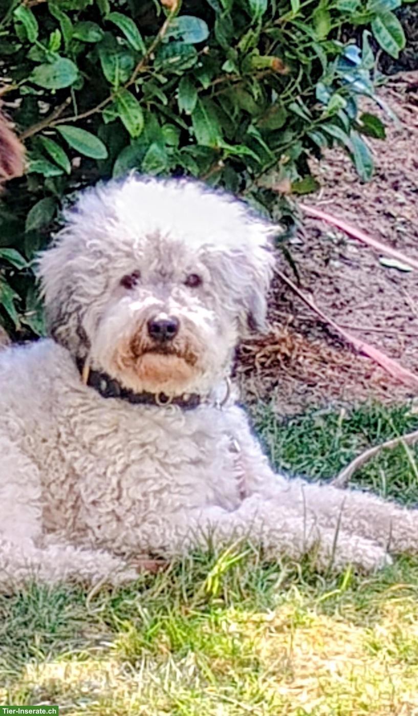 Bergamasker Junghund Rüde, Hirtenhund