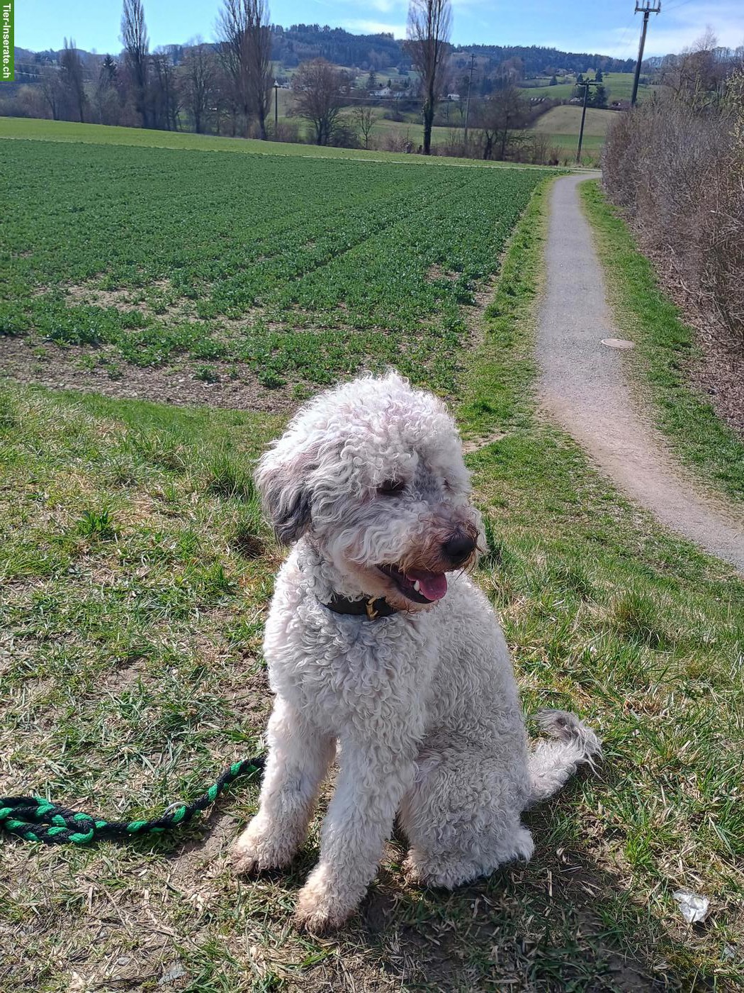 Bild 2: Bergamasker Junghund Rüde, Hirtenhund