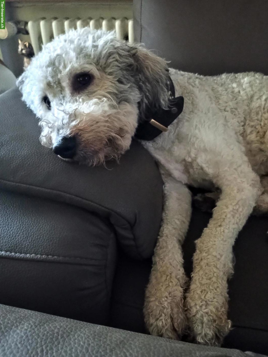 Bild 3: Bergamasker Junghund Rüde, Hirtenhund