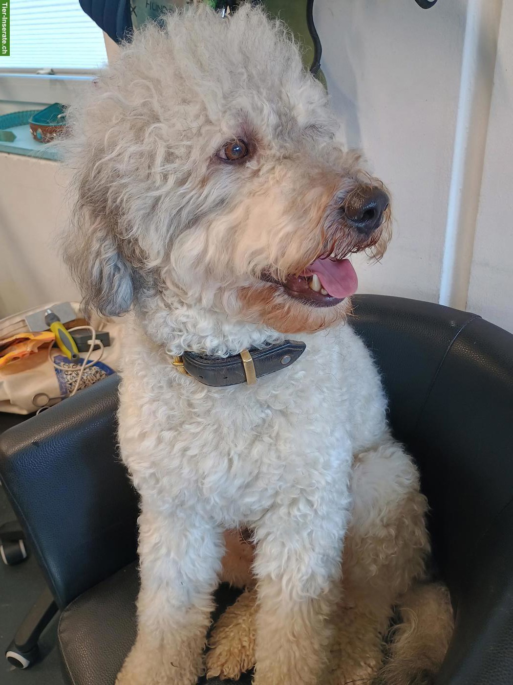 Bild 4: Bergamasker Junghund Rüde, Hirtenhund