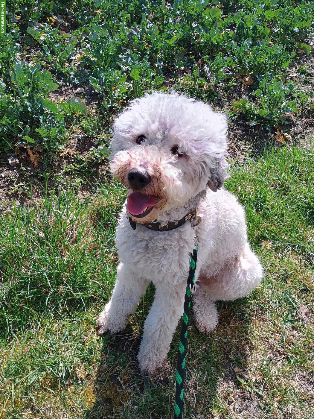 Bild 5: Bergamasker Junghund Rüde, Hirtenhund