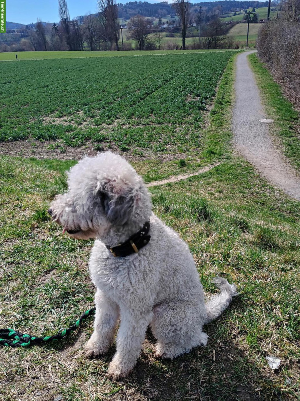Bild 6: Bergamasker Junghund Rüde, Hirtenhund