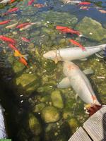 Koi, Goldfische, Karpfen Teichfische