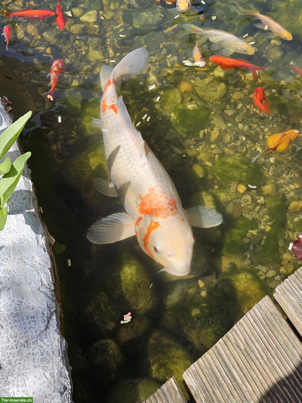 Bild 2: Koi, Goldfische, Karpfen Teichfische
