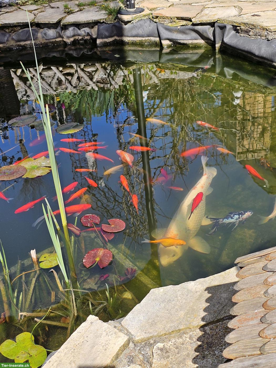 Bild 3: Koi, Goldfische, Karpfen Teichfische