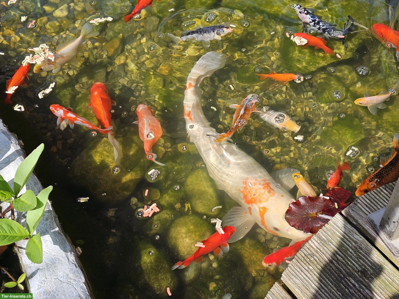 Bild 4: Koi, Goldfische, Karpfen Teichfische