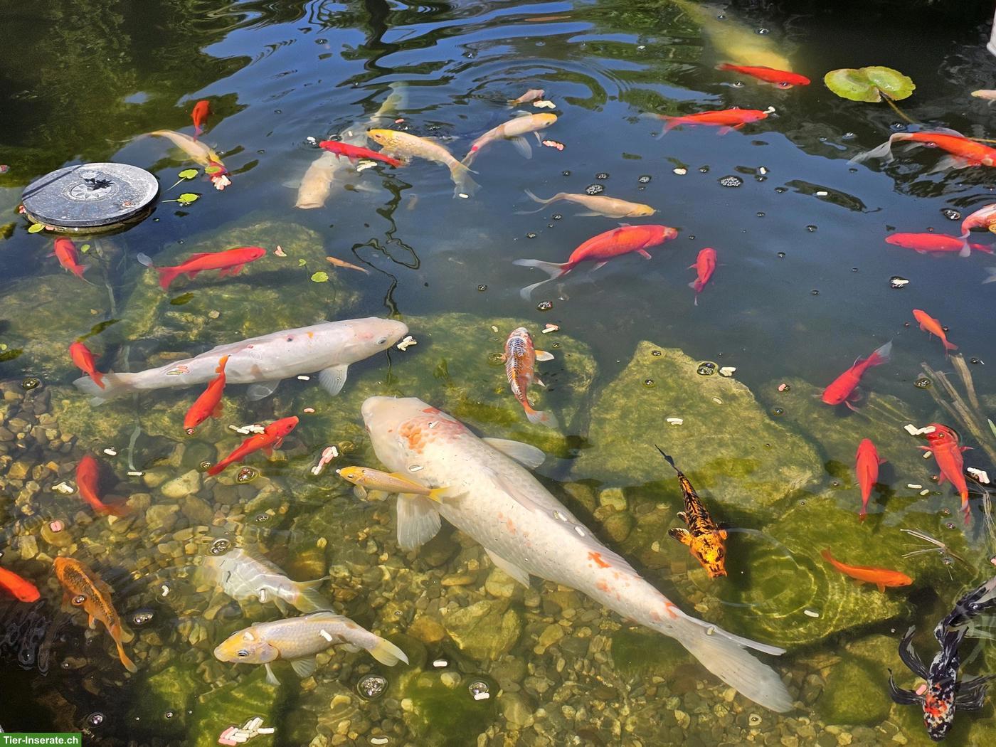 Bild 5: Koi, Goldfische, Karpfen Teichfische