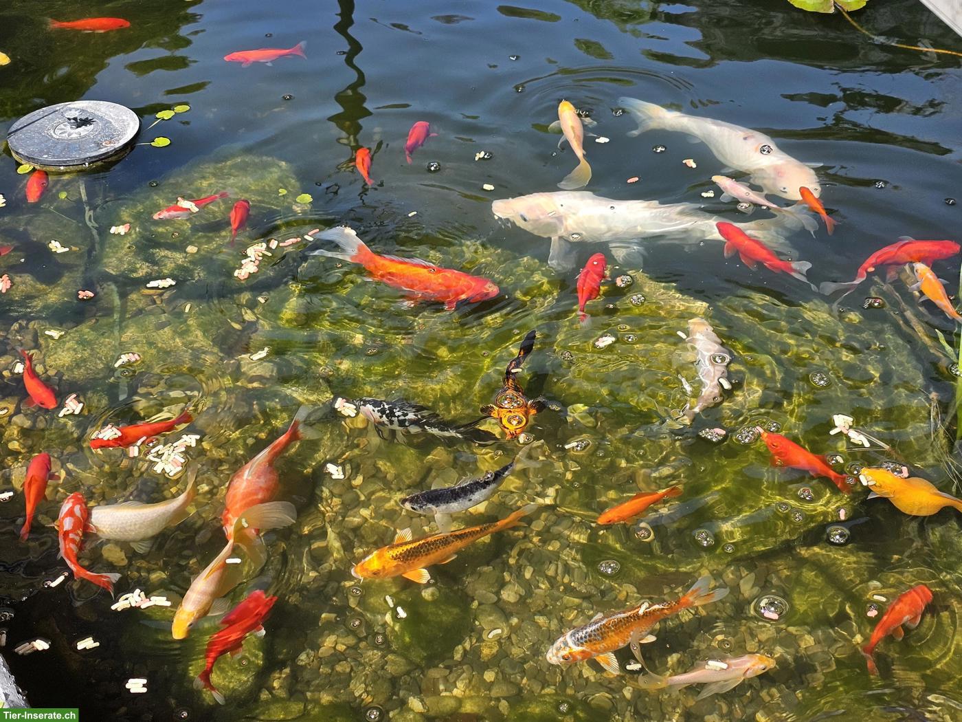 Bild 6: Koi, Goldfische, Karpfen Teichfische