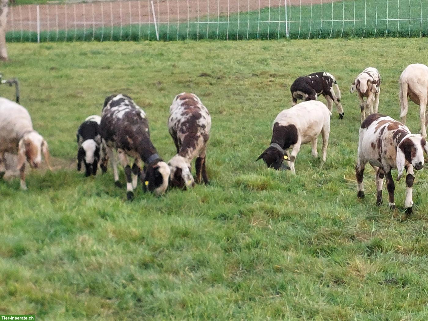 Saasermutten Schafe zu verkaufen