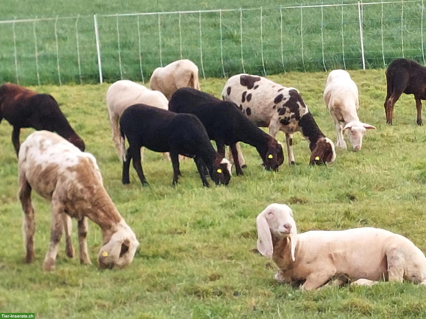 Bild 2: Saasermutten Schafe zu verkaufen