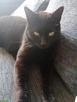 Weibliche Katze lieb & anhänglich, sucht neues Zuhause