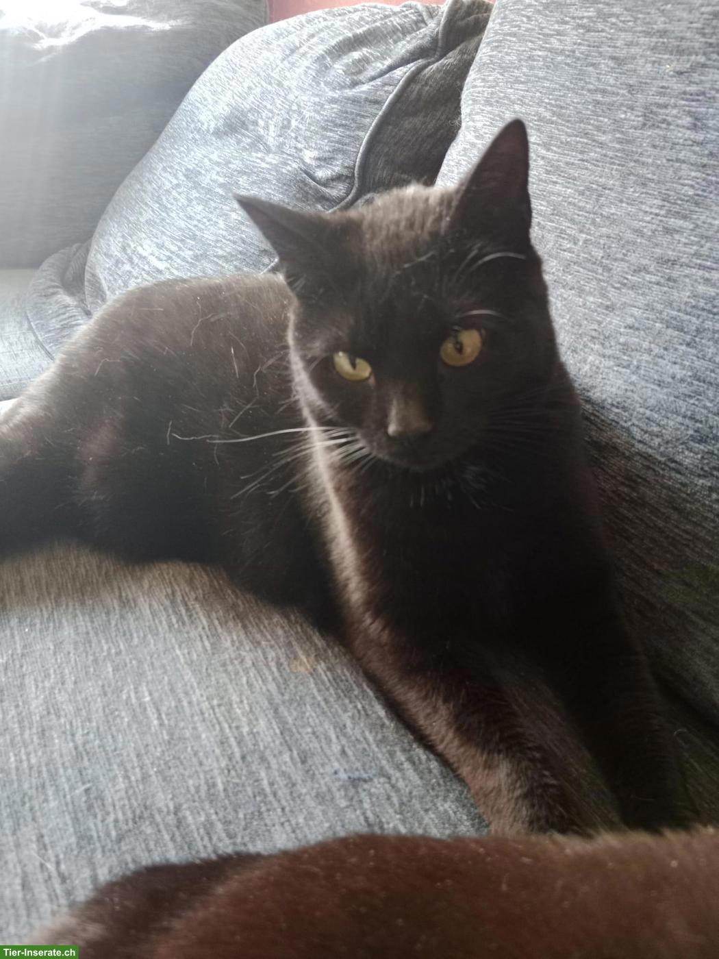 Bild 2: Weibliche Katze lieb & anhänglich, sucht neues Zuhause