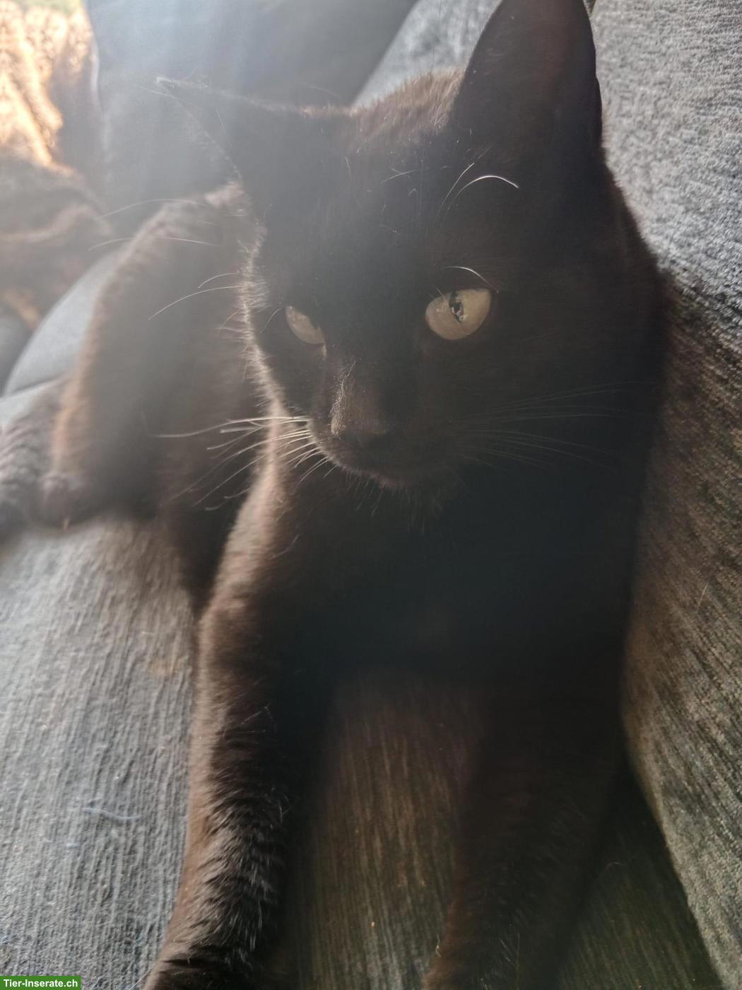 Bild 3: Weibliche Katze lieb & anhänglich, sucht neues Zuhause