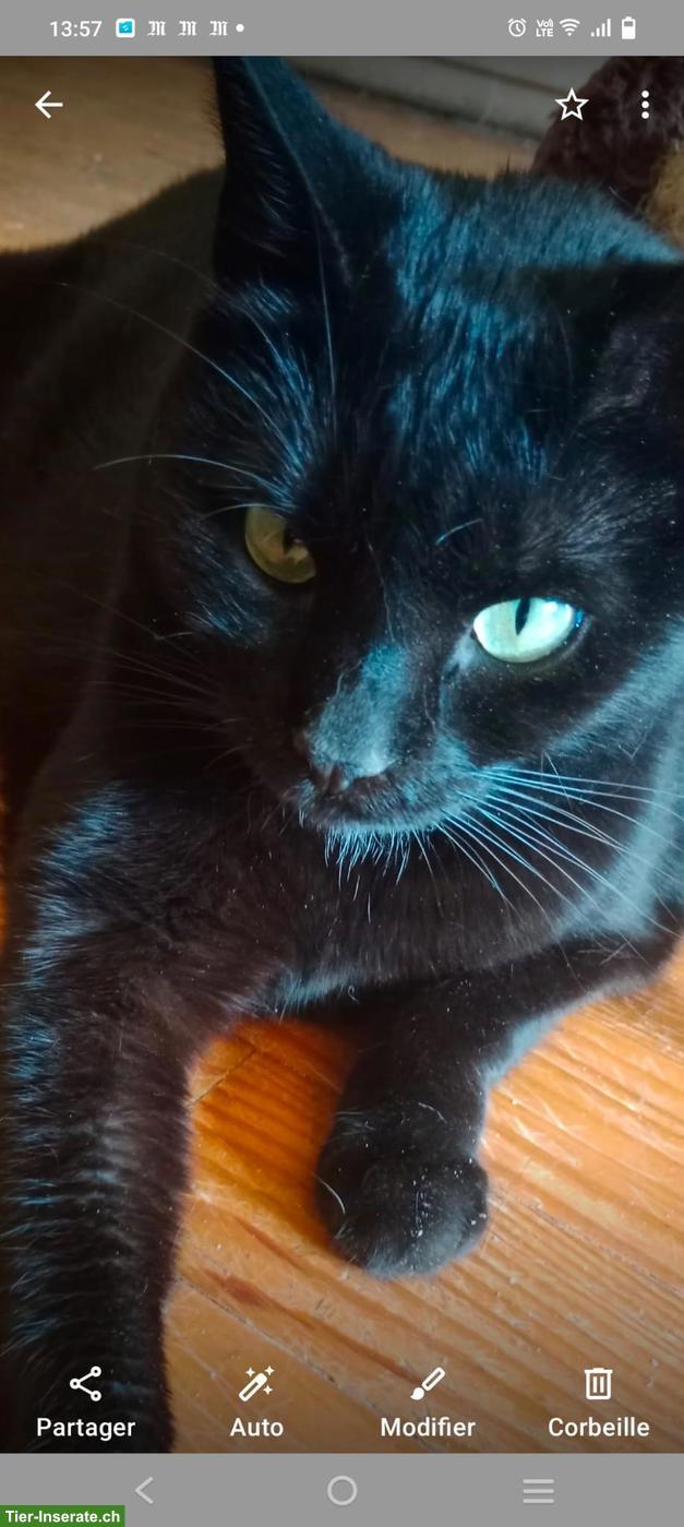 Bild 4: Weibliche Katze lieb & anhänglich, sucht neues Zuhause