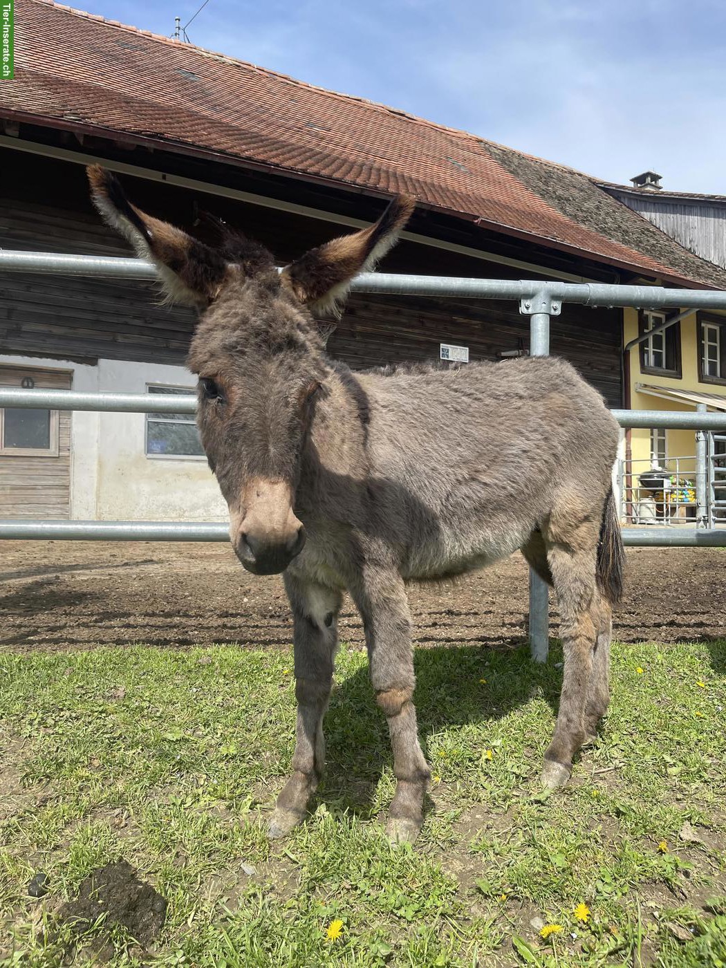 Esel Hengst Namens Hoki abzugeben